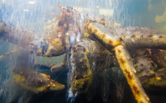 鱼市上水族馆里的螃蟹海产食品图片