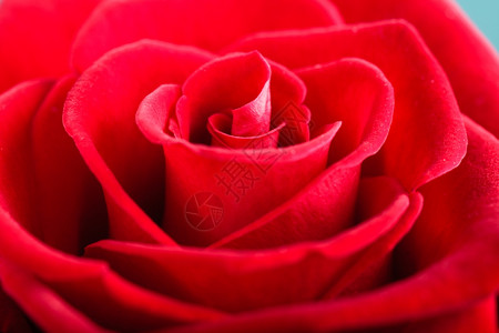 盛开的红玫瑰花作为爱情的象征背景图片