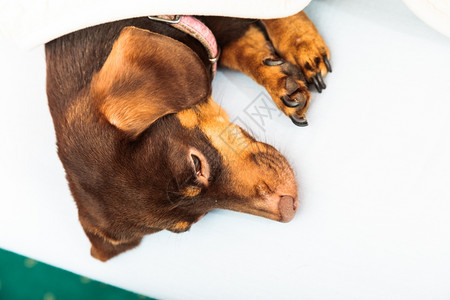 在家里的动物Dachshundchihuahua和shihtzu混合狗在室内羊毛毯下睡觉在床上休息图片