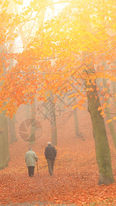 在森林中行走的老年夫妇图片