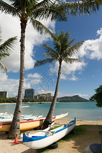 夏威夷奥胡岛的岸上棕榈树船图片