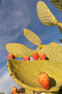 墨西哥和加利福尼亚的NopalCactus工厂图片