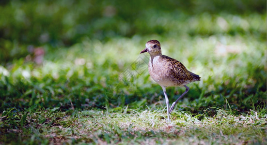这只鸟在Oahu上是常见的景象人们可以看见它在那里寻找食物图片