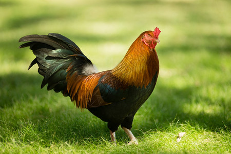 野生的公鸡在奥胡园很常见图片