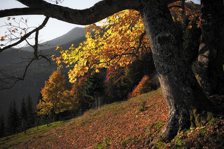 阳光明日秋色树图片