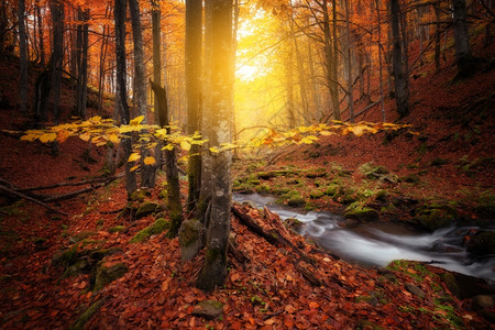 秋色森林和小溪图片