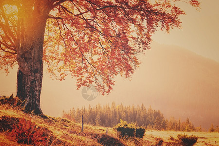 秋色树的闪亮风格照片图片