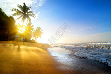 日出时海边沙滩上的棕榈图片