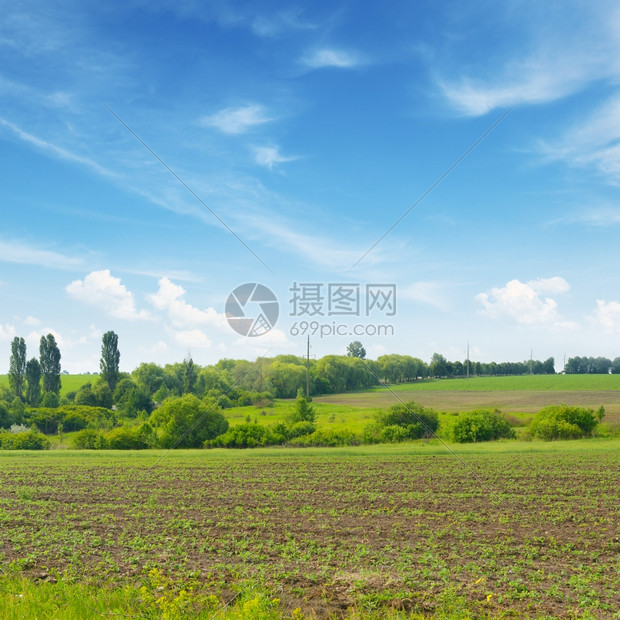 春草和蓝的天空图片