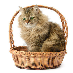 美丽的猫在篮子中孤立白色的图片