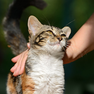 长着一只小猫图片