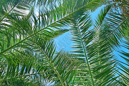 椰子树的枝在背景天空上图片