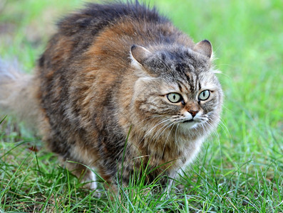 绿草背景上的猫图片
