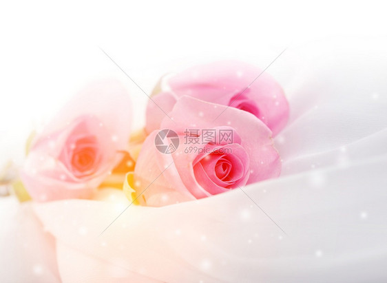 白丝上的粉红玫瑰图片