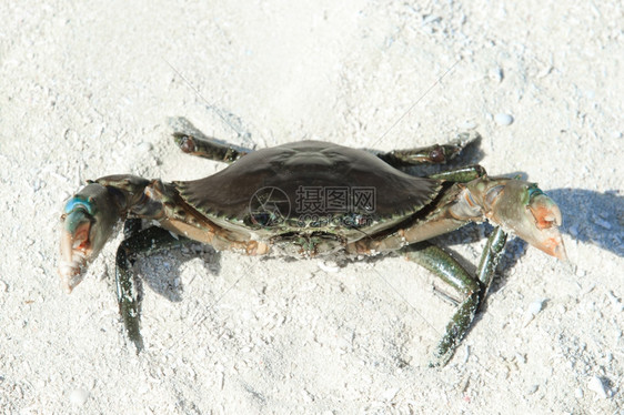 螃蟹在沙滩上图片