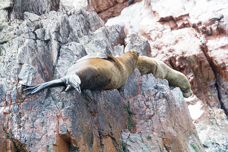 海狮在巴列斯塔群岛秘鲁xAxA在秘鲁海岸为一块岩石而战图片