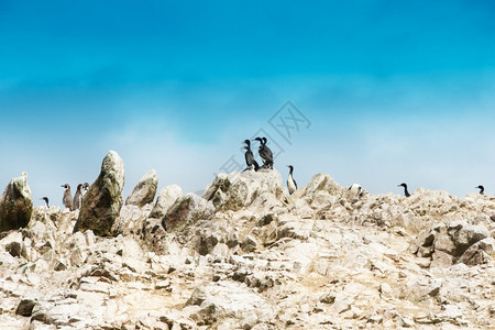 秘鲁巴列斯塔岛自然公园岩面上的海鸟图片