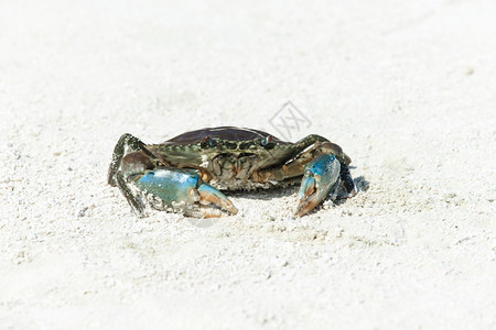 沙滩螃蟹螃蟹在沙滩上背景