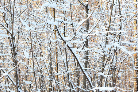 冬季森林的冰雪野兽图片