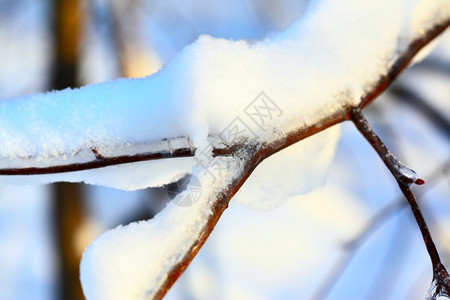 落雪的树早午餐密闭树图片