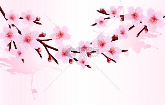 树枝上盛开的樱花矢量插图图片