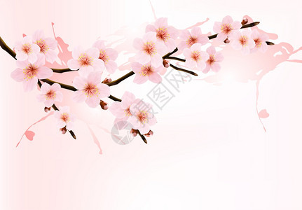 树枝上盛开的樱花矢量插图图片
