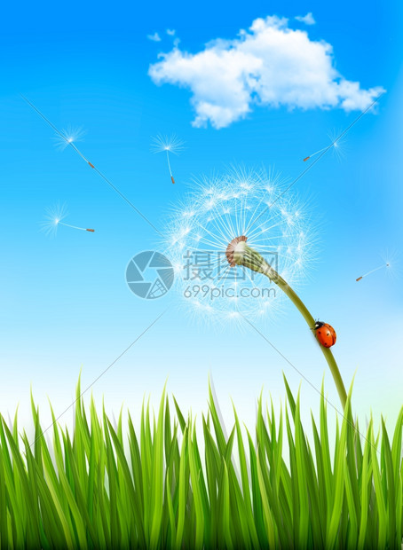 蓝色天空的草地上盛开的鲜花矢量插图图片