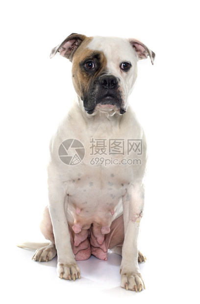 白人背景面前的美洲女斗牛犬图片