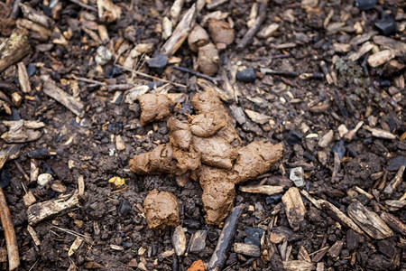 市中心草坪上的狗屎图片素材