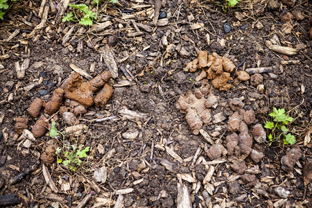 市中心草坪上的狗屎图片素材
