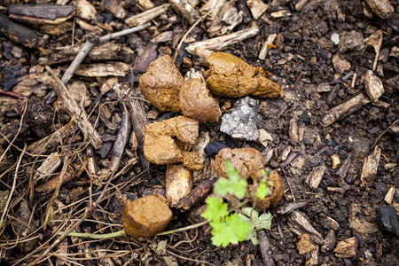 市中心草坪上的狗屎图片素材