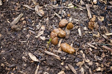 市中心草坪上的狗屎图片素材