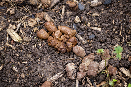 吉娃娃狗狮子狗混合市中心草坪上的狗屎背景
