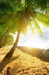 棕榈树和海洋之上有明亮的太阳图片