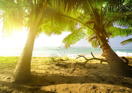 明亮日出时棕榈树和海洋图片