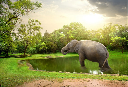 大象在自然湖中洗澡图片