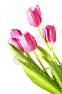 粉红色的郁金香团孤立在白色背景上图片