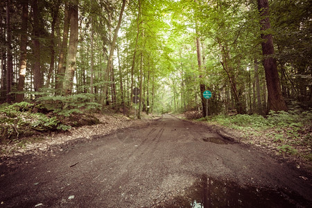 地貌景观夏季森林的乡村公路图片