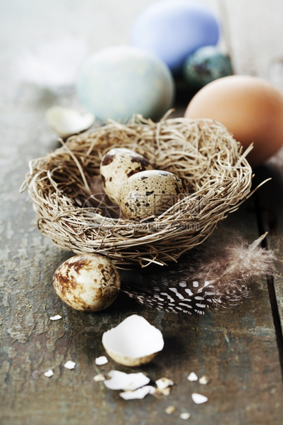 复活节鸡蛋和木本底筑巢复活节构成图片
