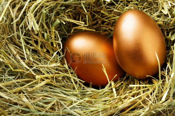 巢中两个金蛋紧闭图片