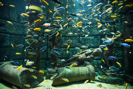 水族馆珊瑚礁上的热带鱼类照片高清图片