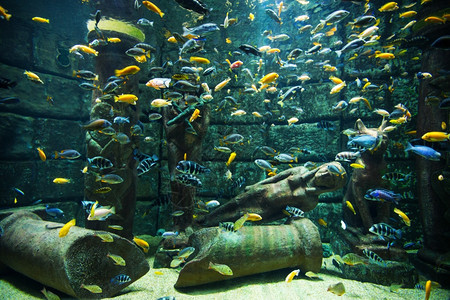 水族馆珊瑚礁上的热带鱼类照片图片