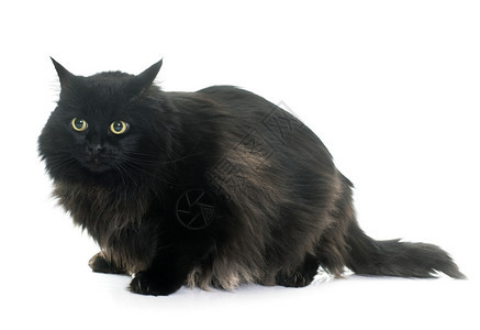 白色背景面前的大黑猫图片