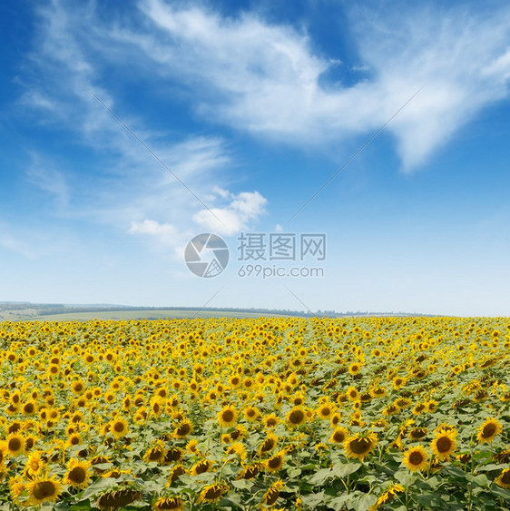 开向日葵种植和蓝天图片