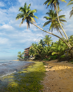 斯里兰卡印度洋海滩上棕榈树的阴影图片