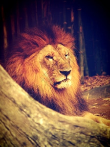 露天动物园中的雄狮子图片