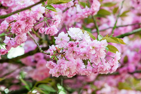 粉红花春季背景图片