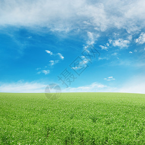 Pea田地和蓝天空图片