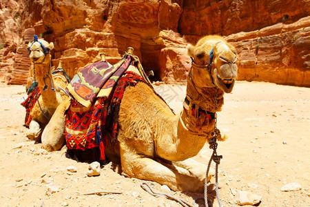 约旦佩特拉AlKhazneh财政寺庙附近两头骆驼图片