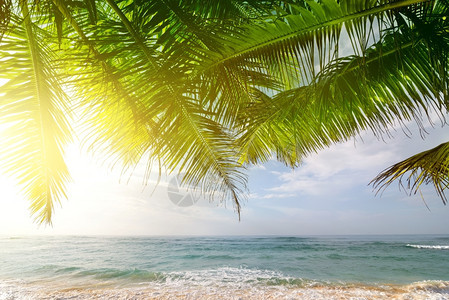 在斯里兰卡阳光明媚的清晨在印度洋棕榈树上图片